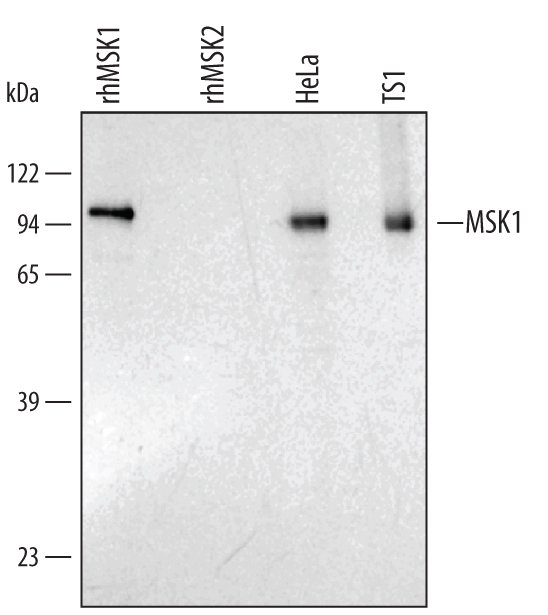 Human/Mouse MSK1 Antibody AF2518: R& D Systems