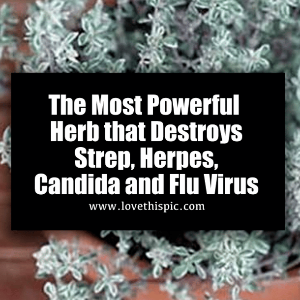 The Most Powerful Herb that Destroys Strep, Herpes, Candida and Flu Virus